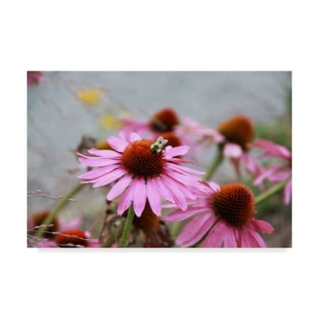 Liz Zernich 'Bee On Pink Flower' Canvas Art,16x24